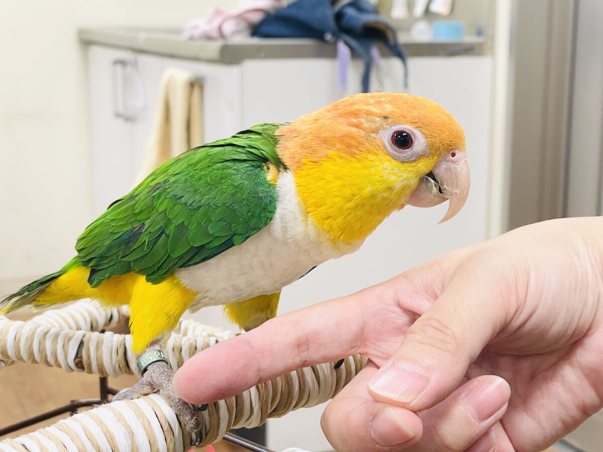 シロハラインコ