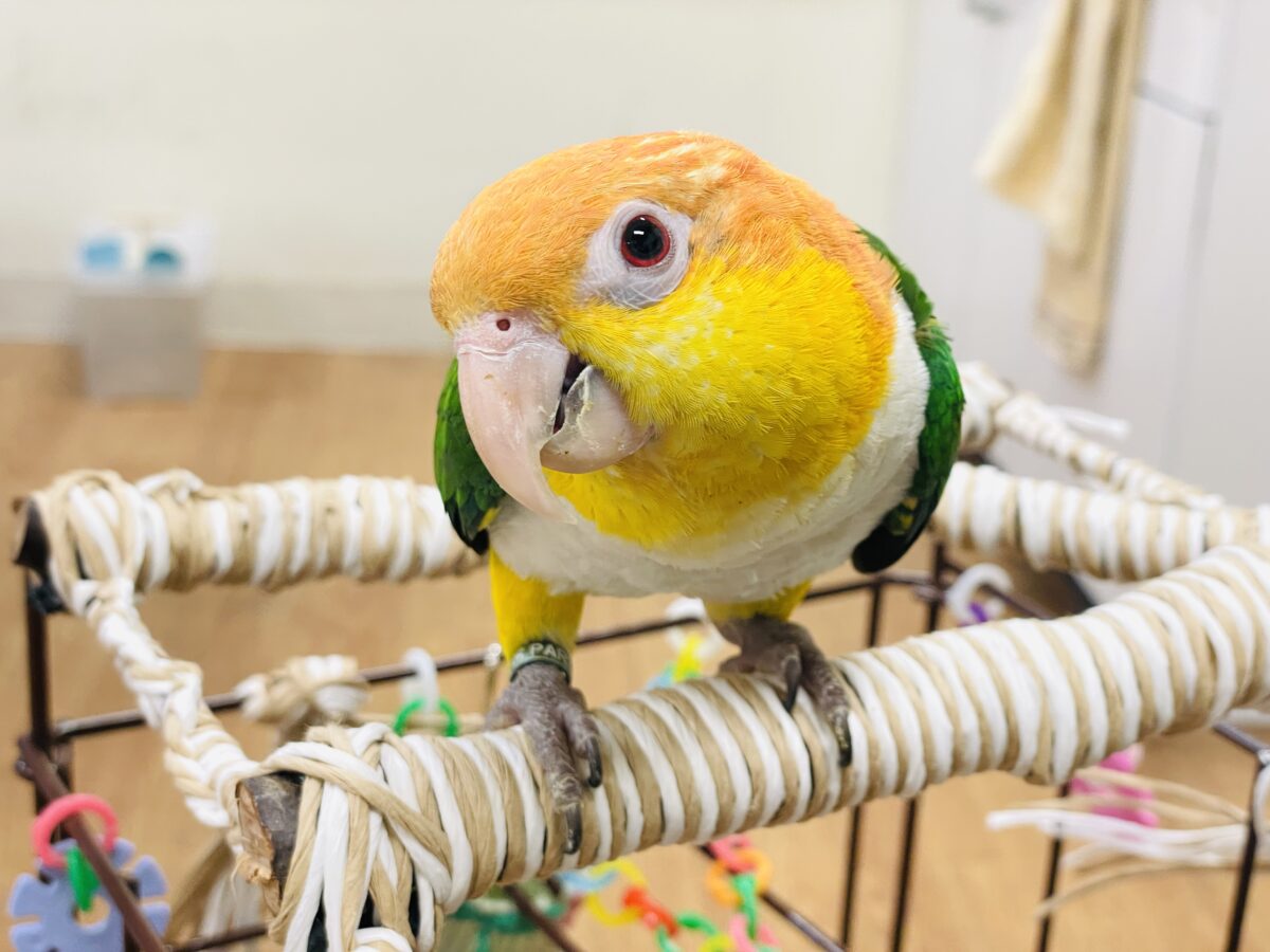 シロハラインコ