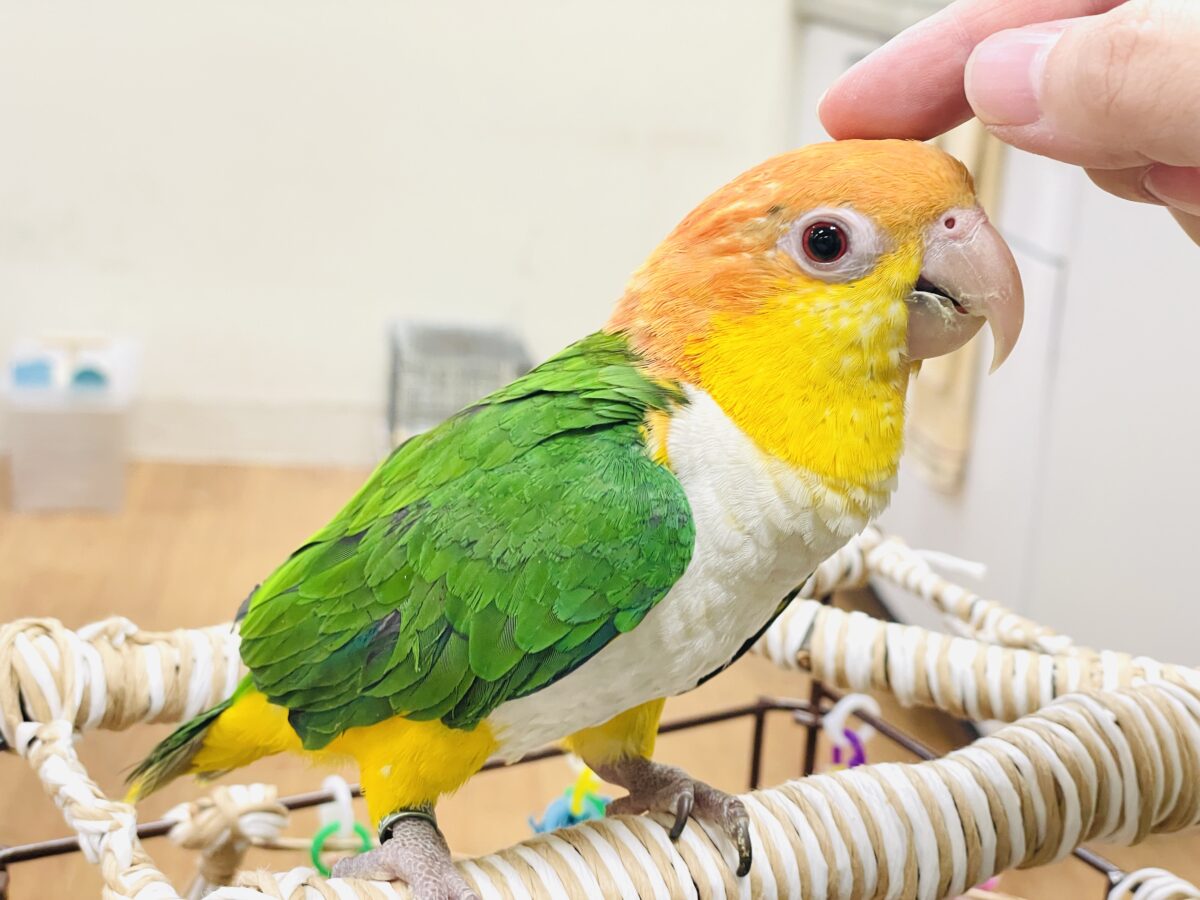 シロハラインコ