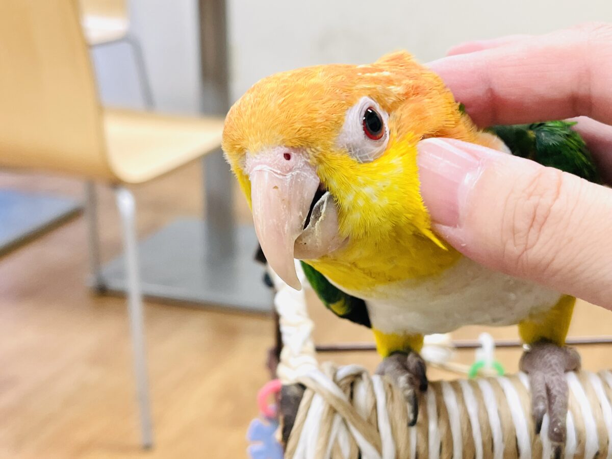 シロハラインコ