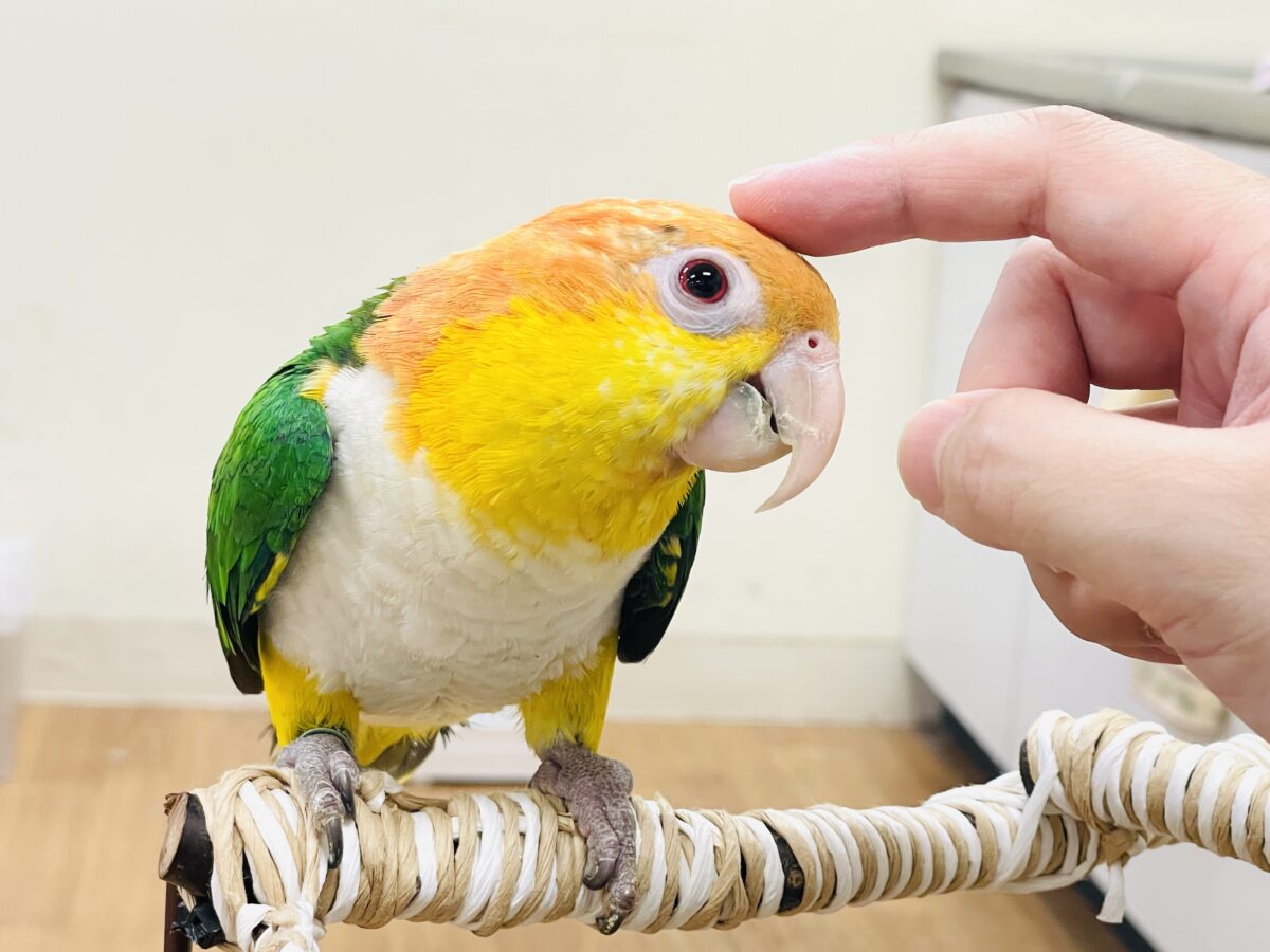 シロハラインコ