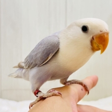 画像更新☆お上品なラベンダーグレー🪻🩶気品溢れる小桜インコの雛が入舎しましたよ☆