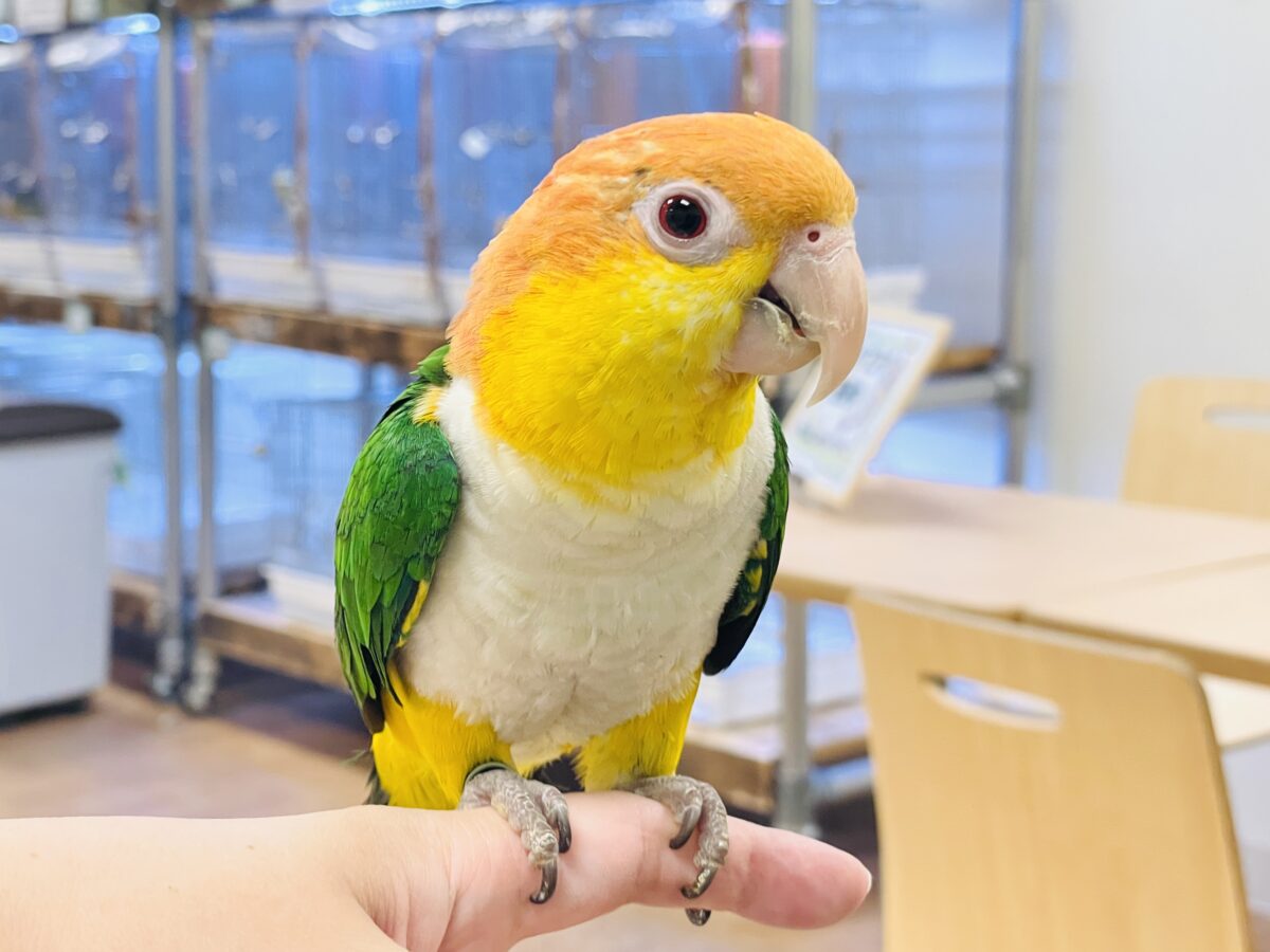 シロハラインコ