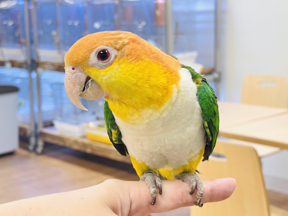 シロハラインコ