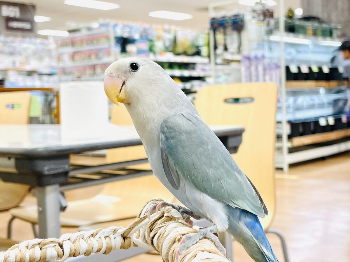 コザクラインコ（小桜インコ）