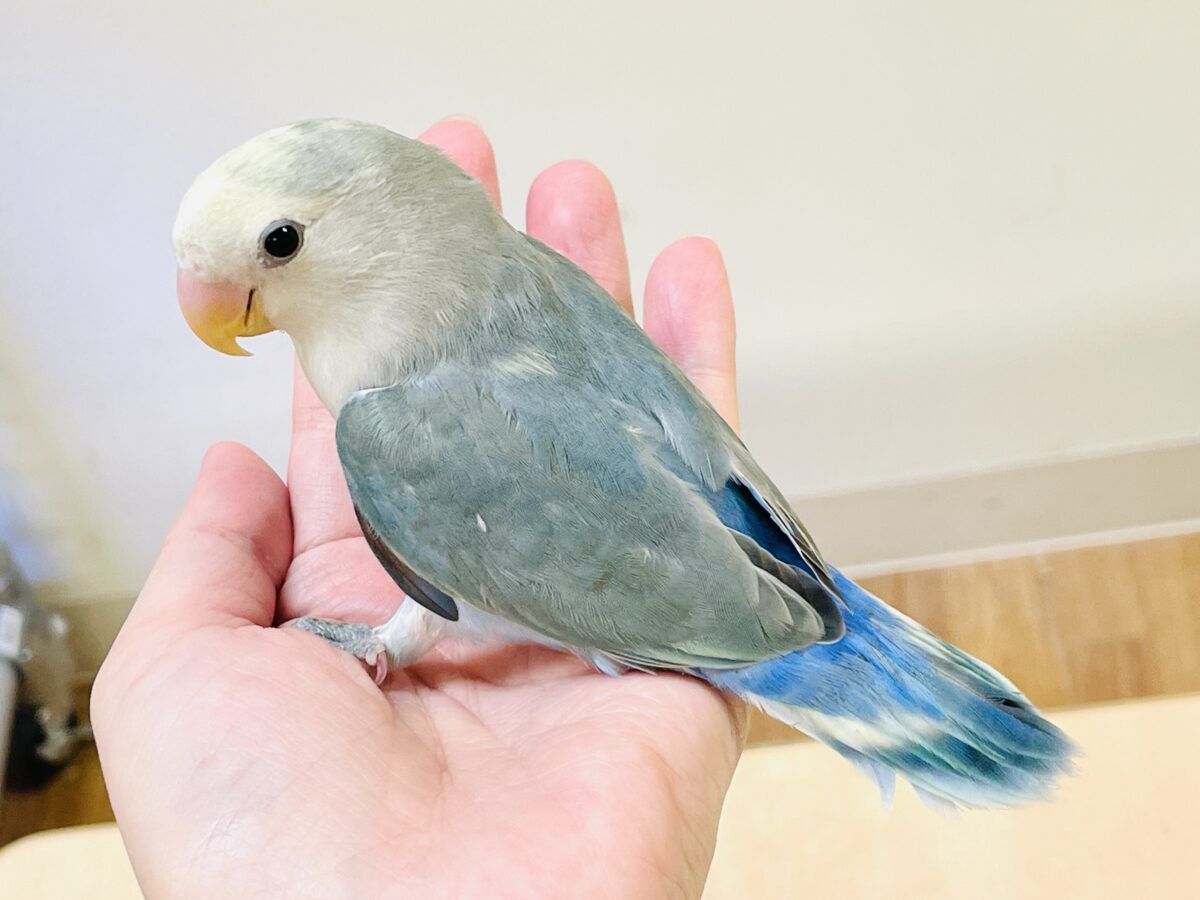 コザクラインコ（小桜インコ）
