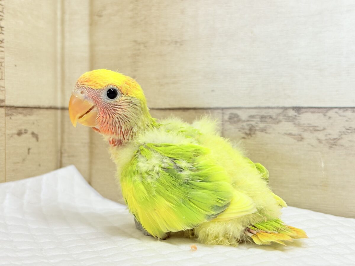 コザクラインコ（小桜インコ）