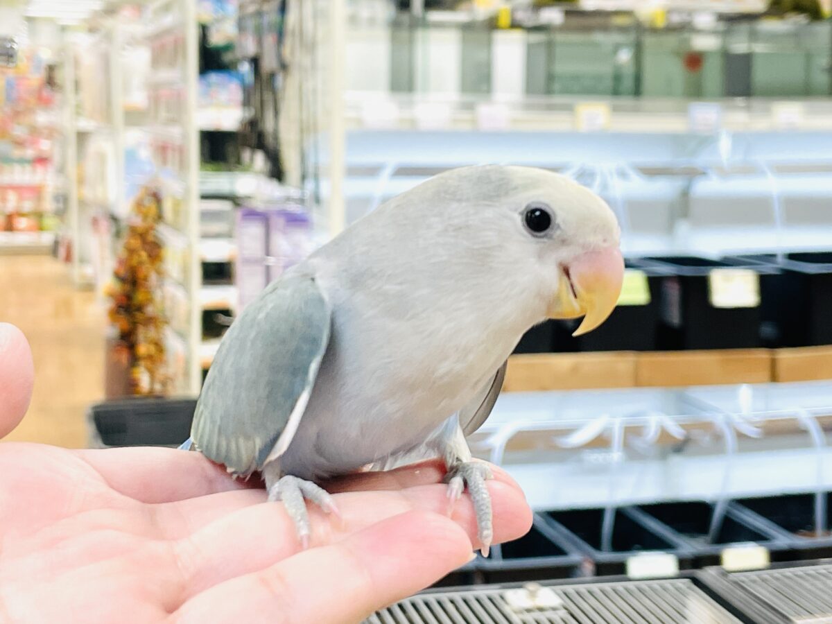 コザクラインコ（小桜インコ）