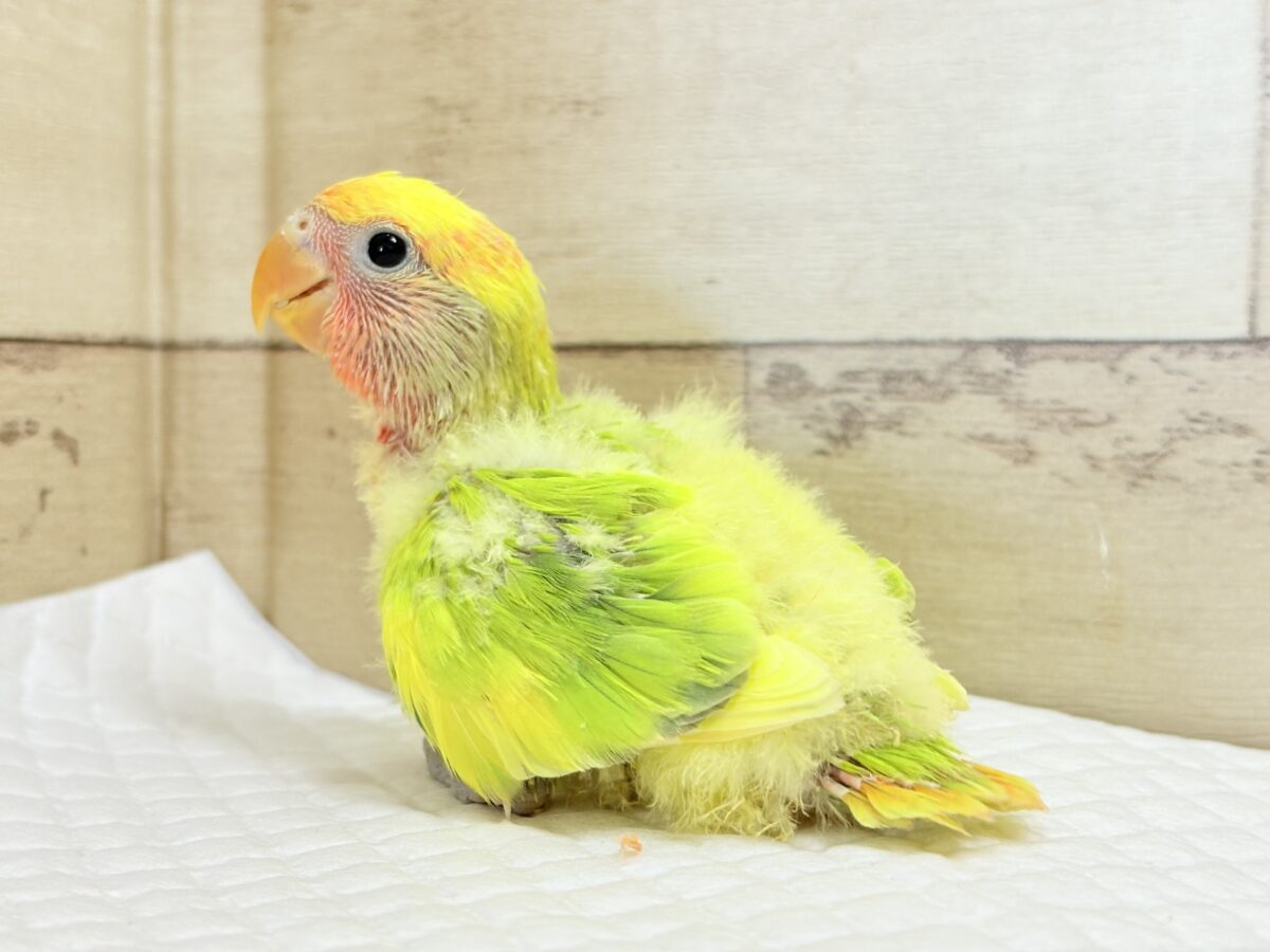 コザクラインコ（小桜インコ）