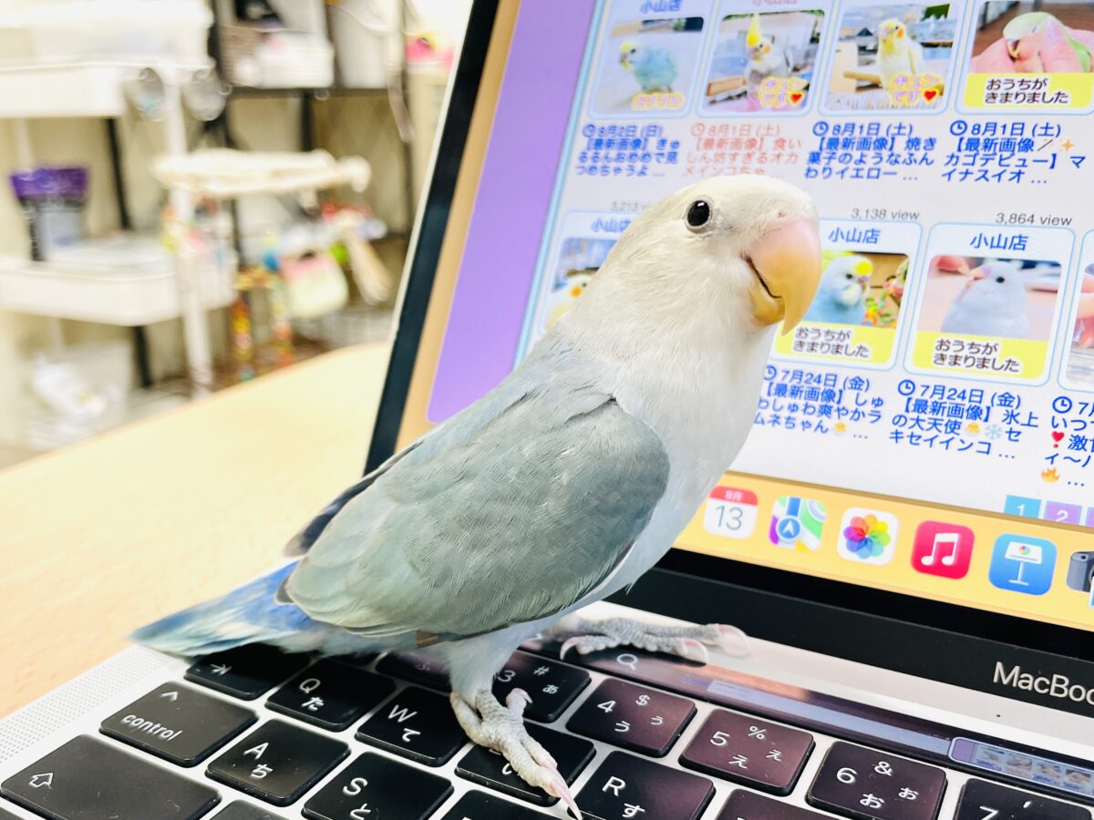 コザクラインコ（小桜インコ）
