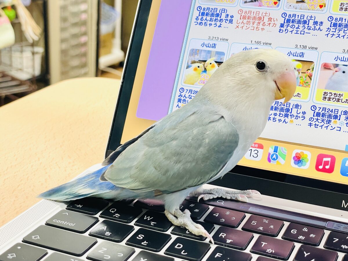 コザクラインコ（小桜インコ）