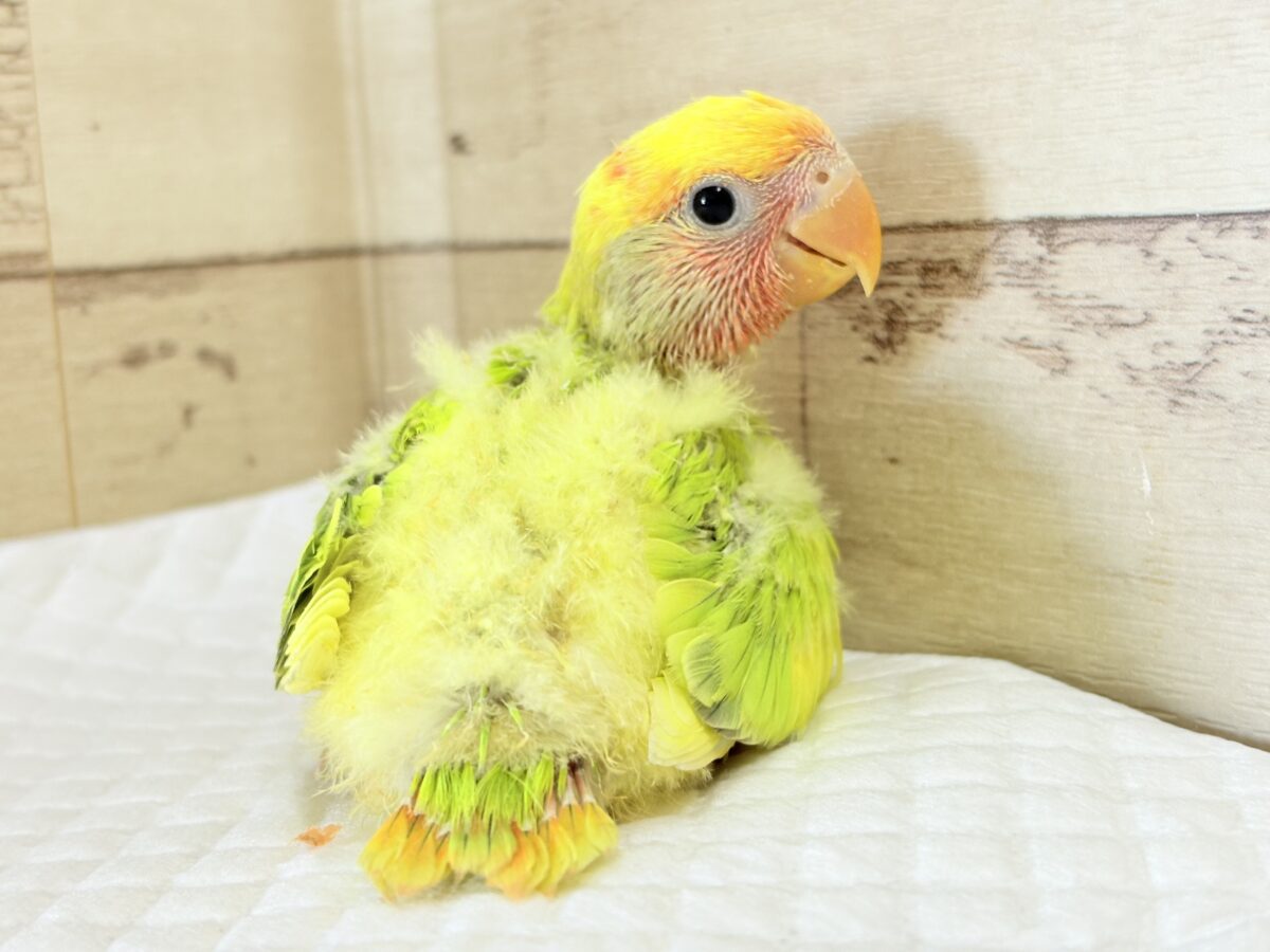 コザクラインコ（小桜インコ）