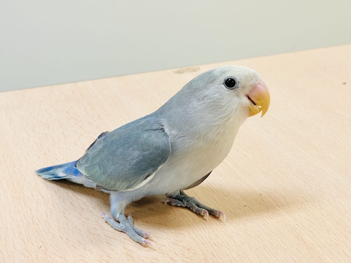 【最新画像】爽やかでクールな夏だよ～😎✨コザクラインコ（ダークチェリーオパーリンパイド）