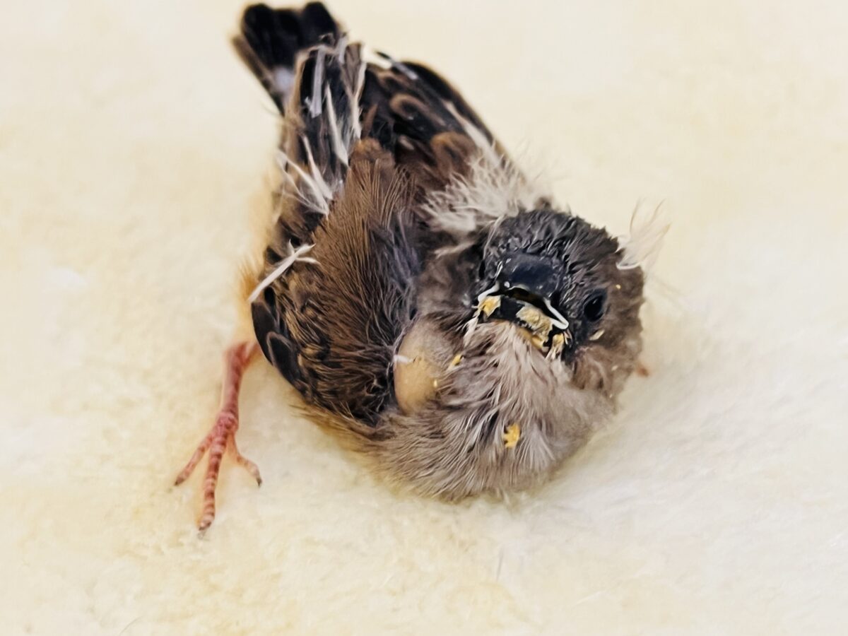 錦花鳥（キンカチョウ）