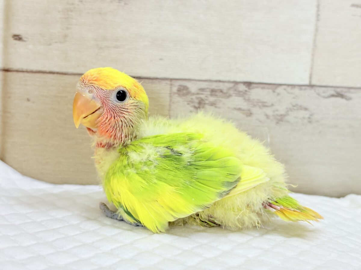 コザクラインコ（小桜インコ）