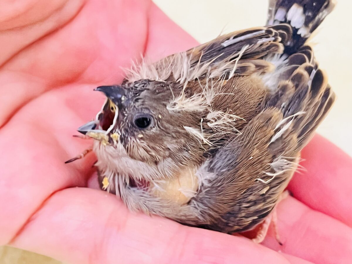 錦花鳥（キンカチョウ）