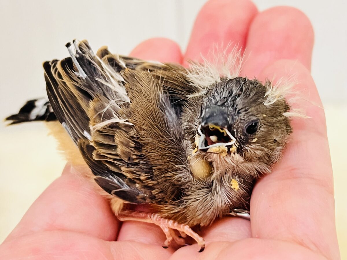 錦花鳥（キンカチョウ）