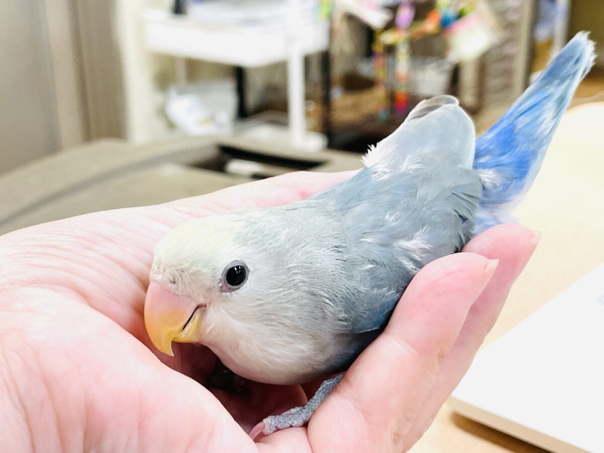 コザクラインコ（小桜インコ）