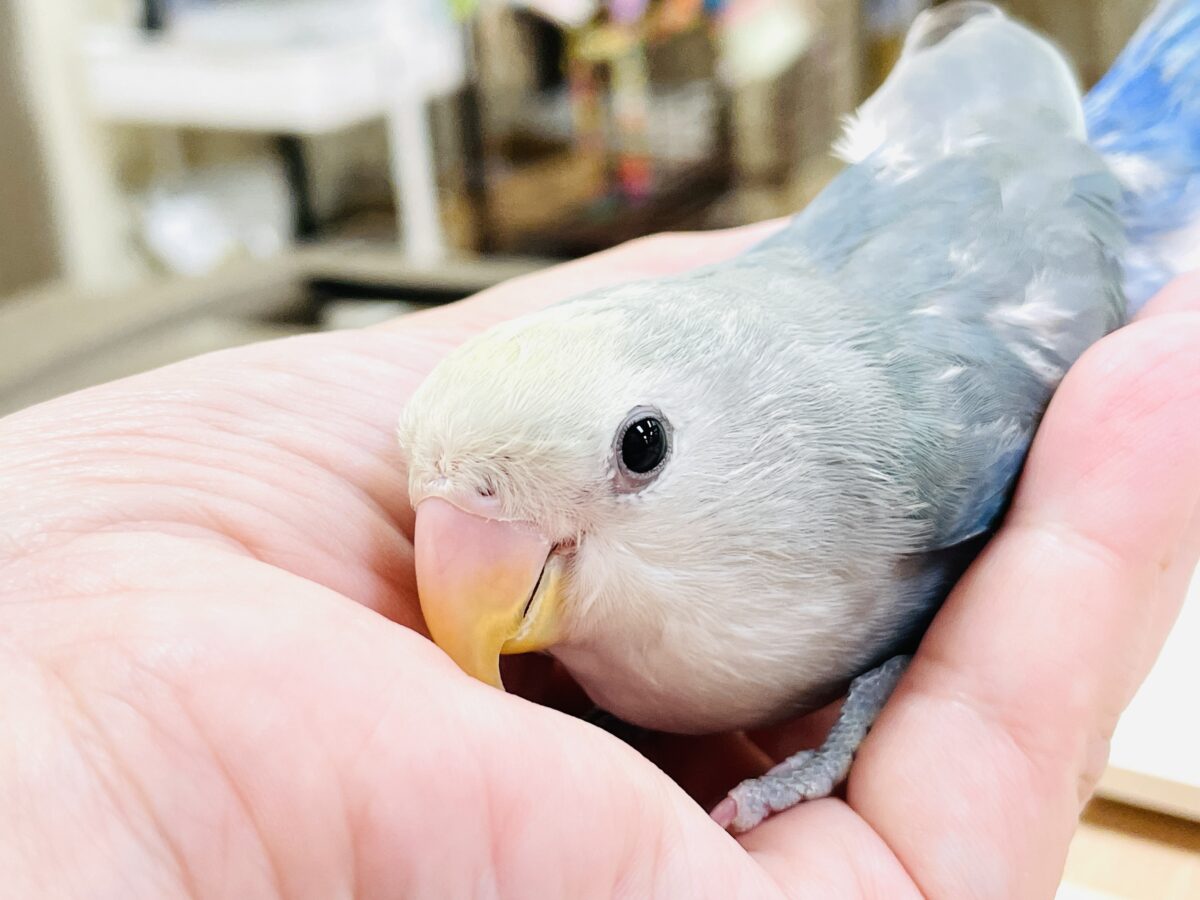 コザクラインコ（小桜インコ）