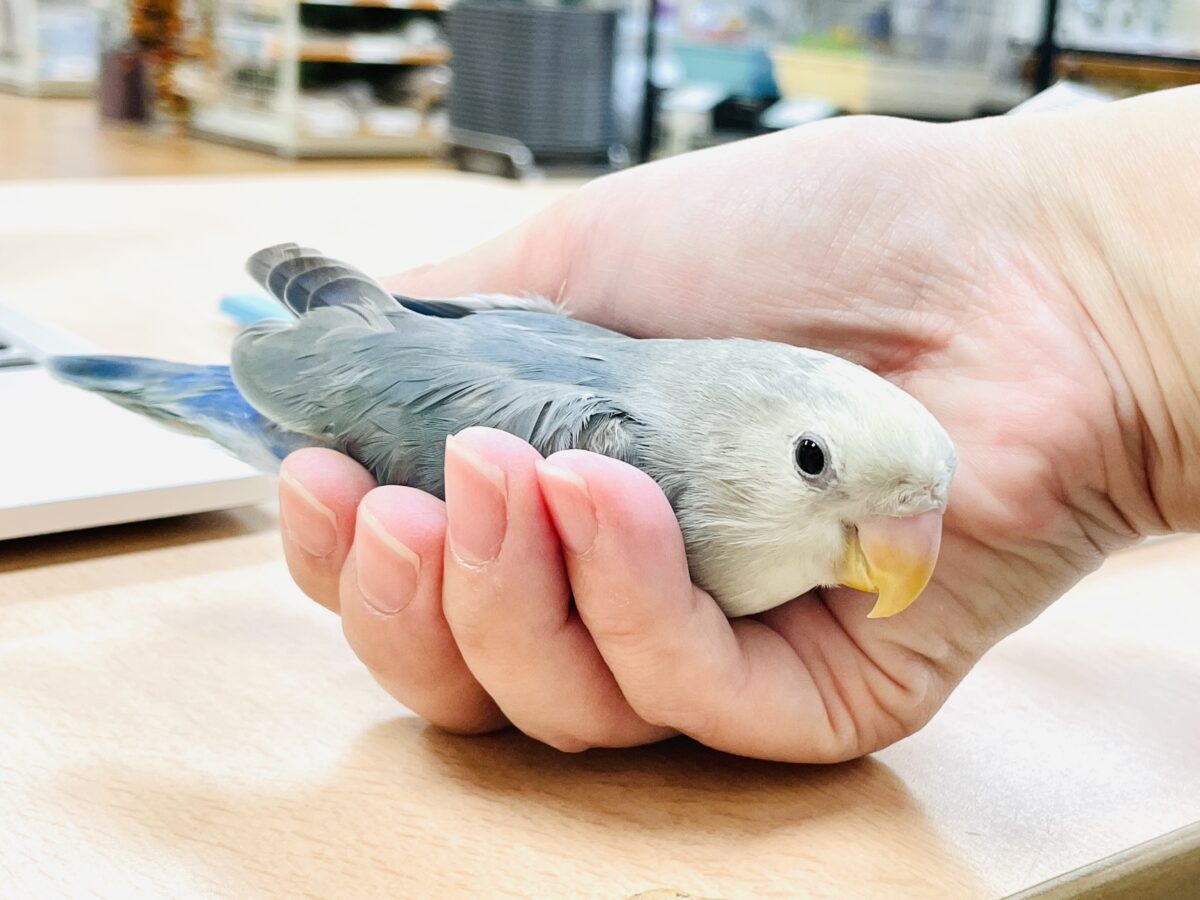 コザクラインコ（小桜インコ）