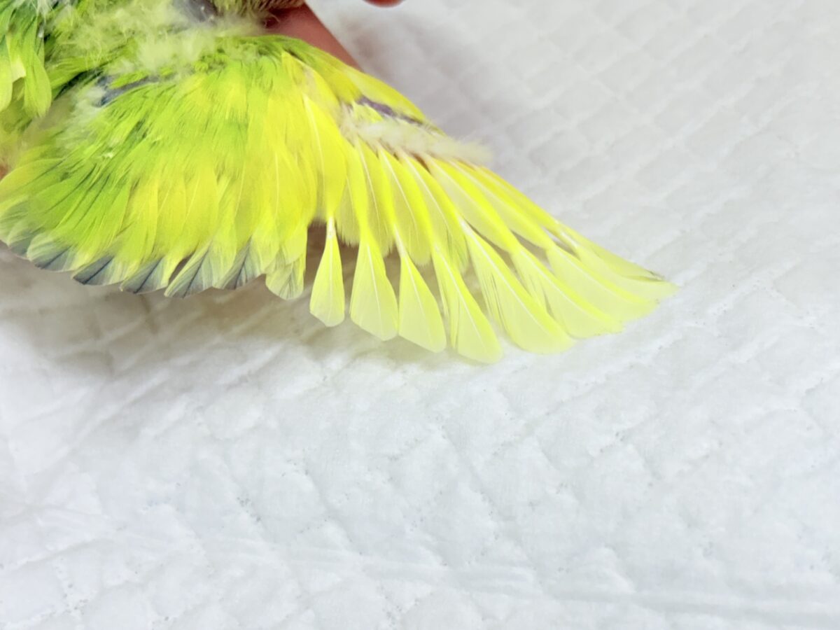 コザクラインコ（小桜インコ）