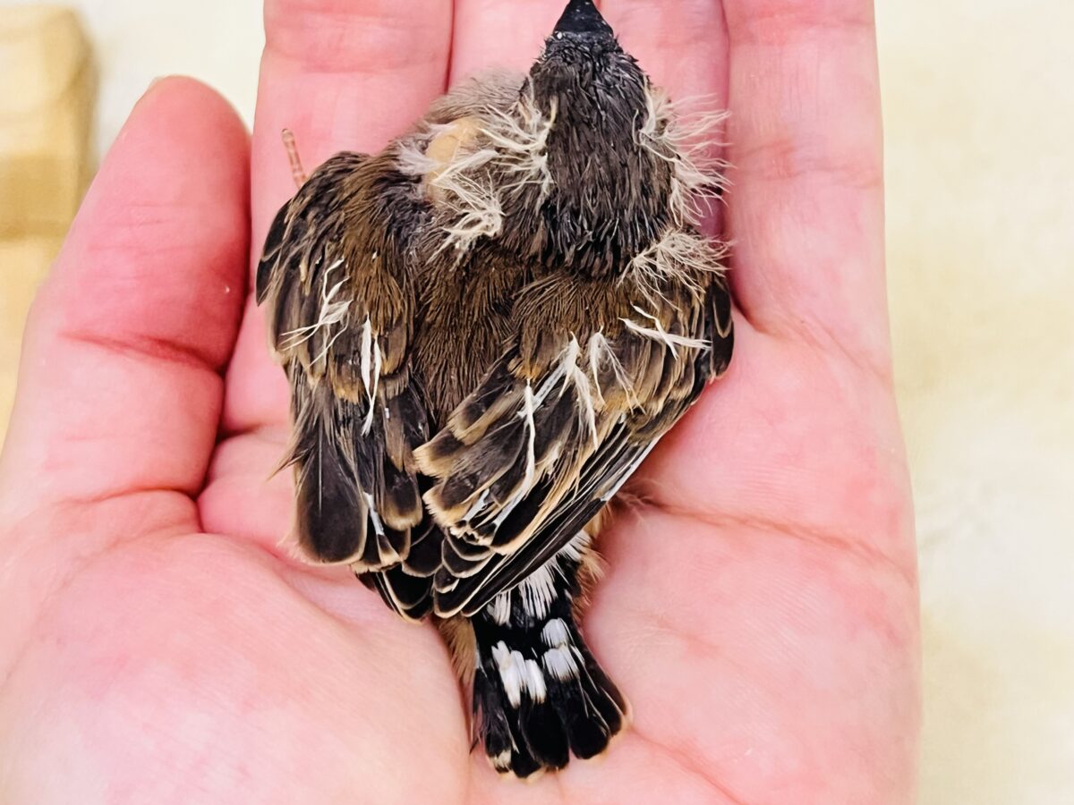 錦花鳥（キンカチョウ）