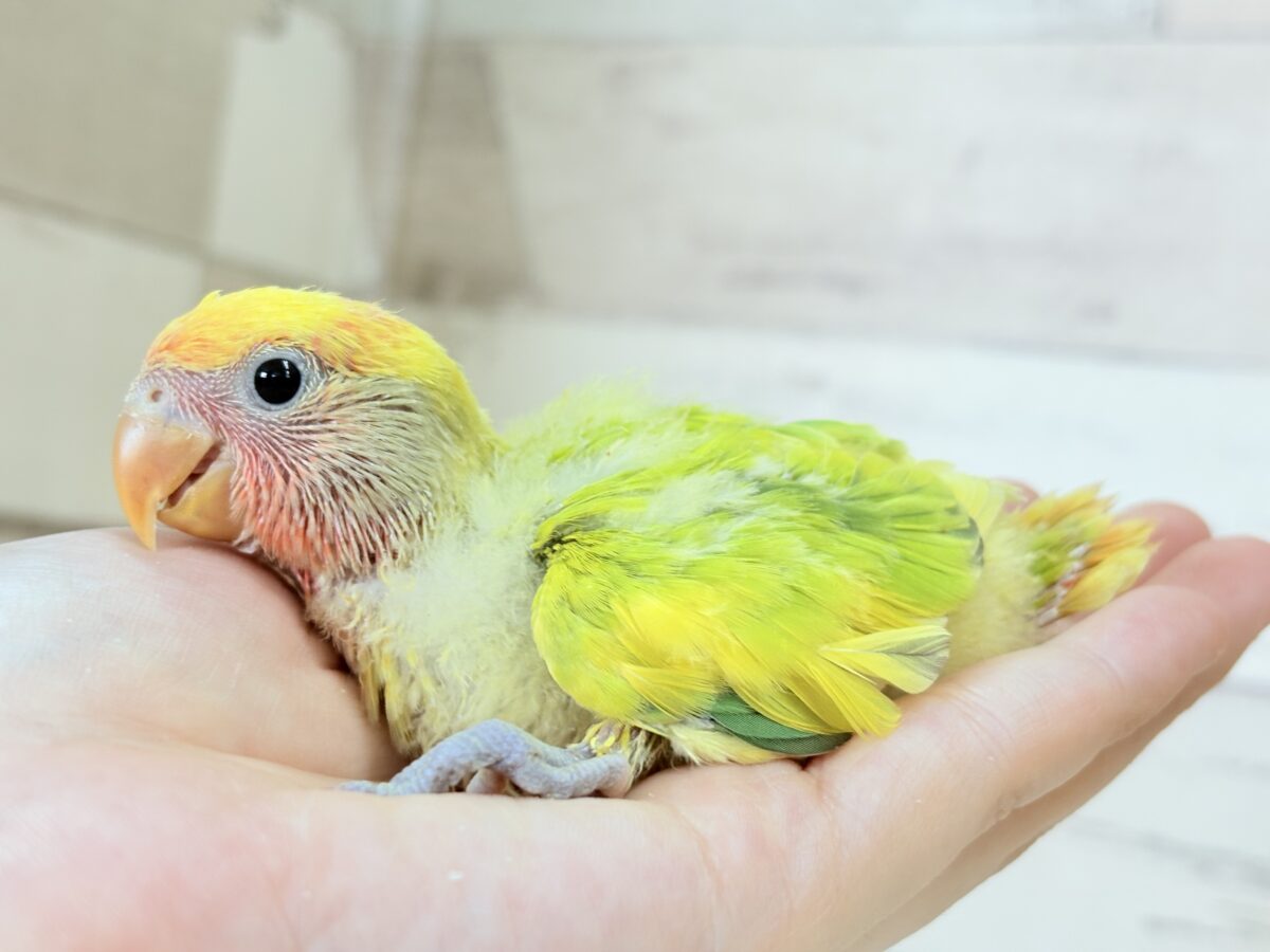 コザクラインコ（小桜インコ）