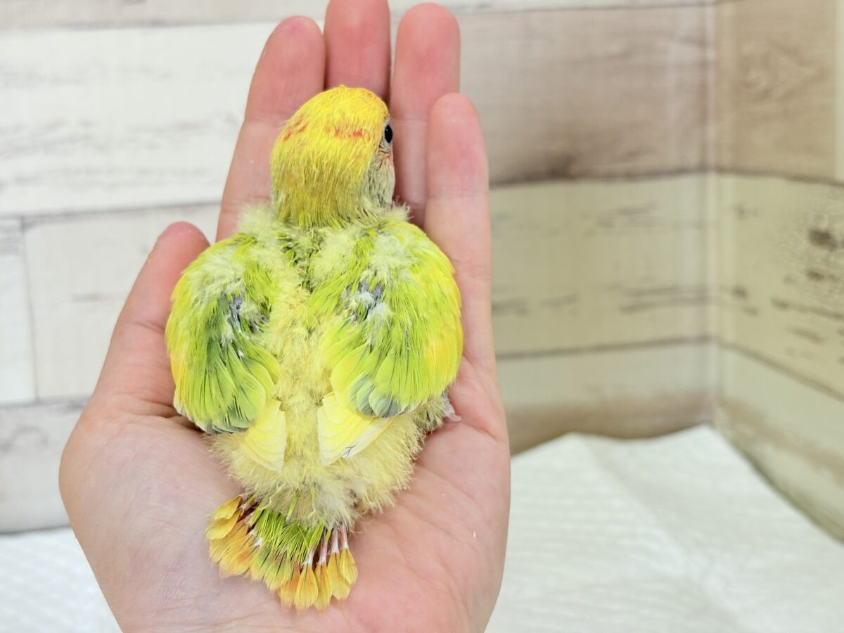 コザクラインコ（小桜インコ）