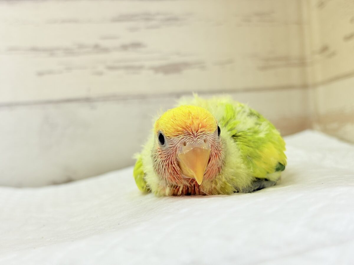 コザクラインコ（小桜インコ）