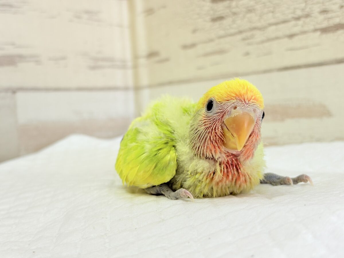 コザクラインコ（小桜インコ）