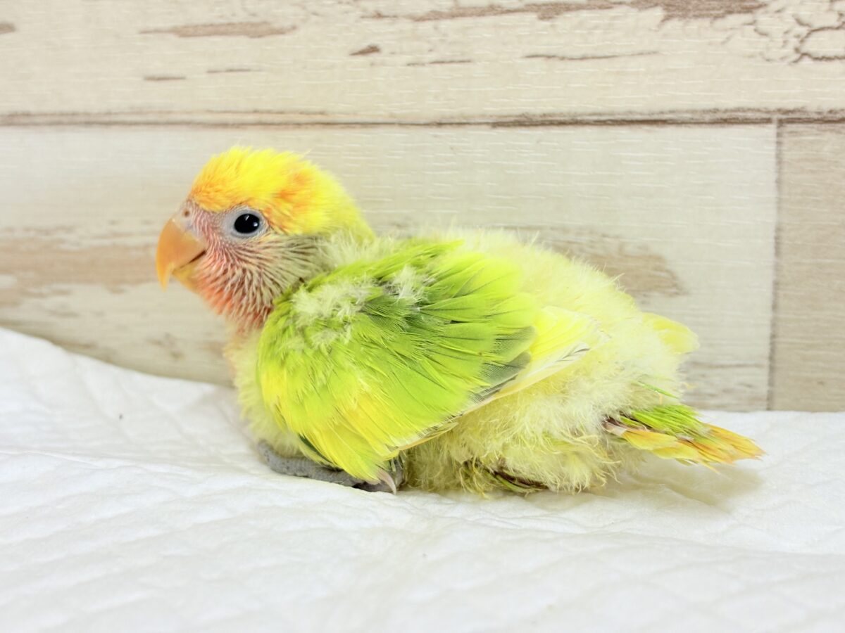 コザクラインコ（小桜インコ）