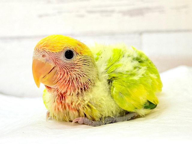 ちゅやちゅやおめめ♡カラフルな羽🐣💐コザクラインコ(タイガーチェリー) ヒナ