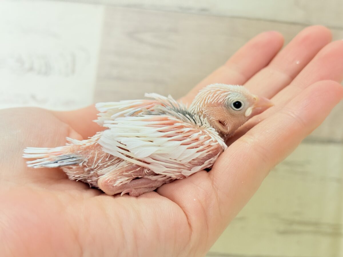 白文鳥