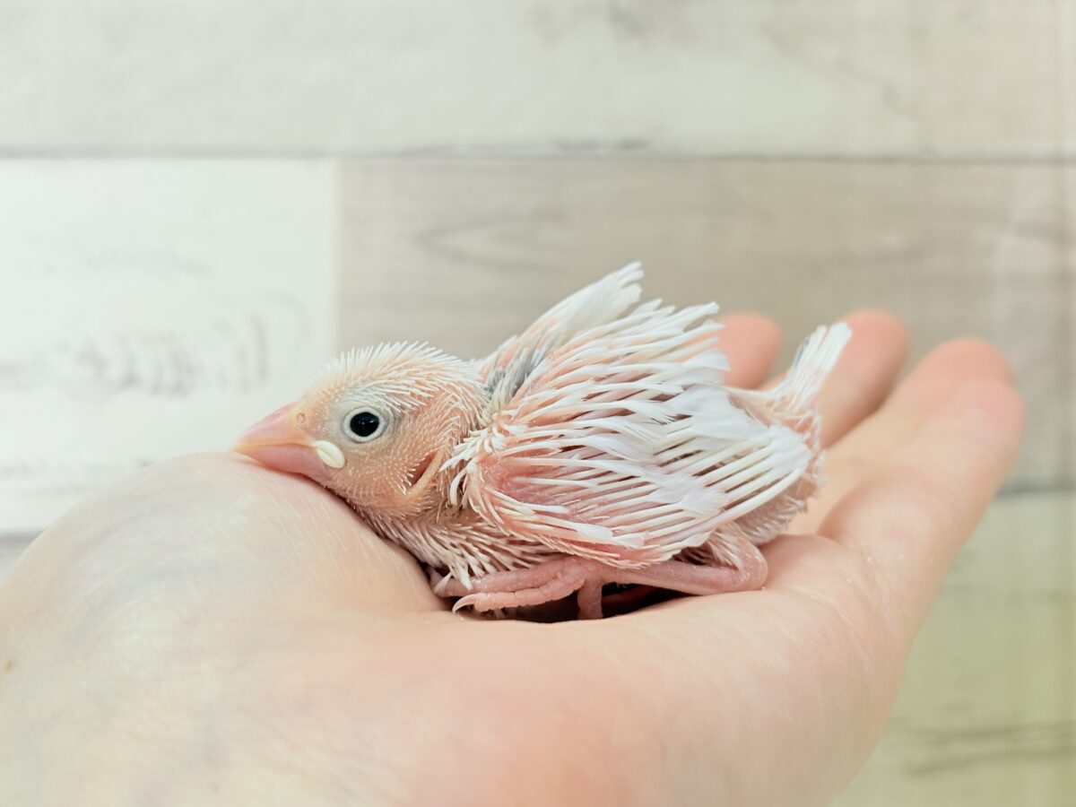 白文鳥