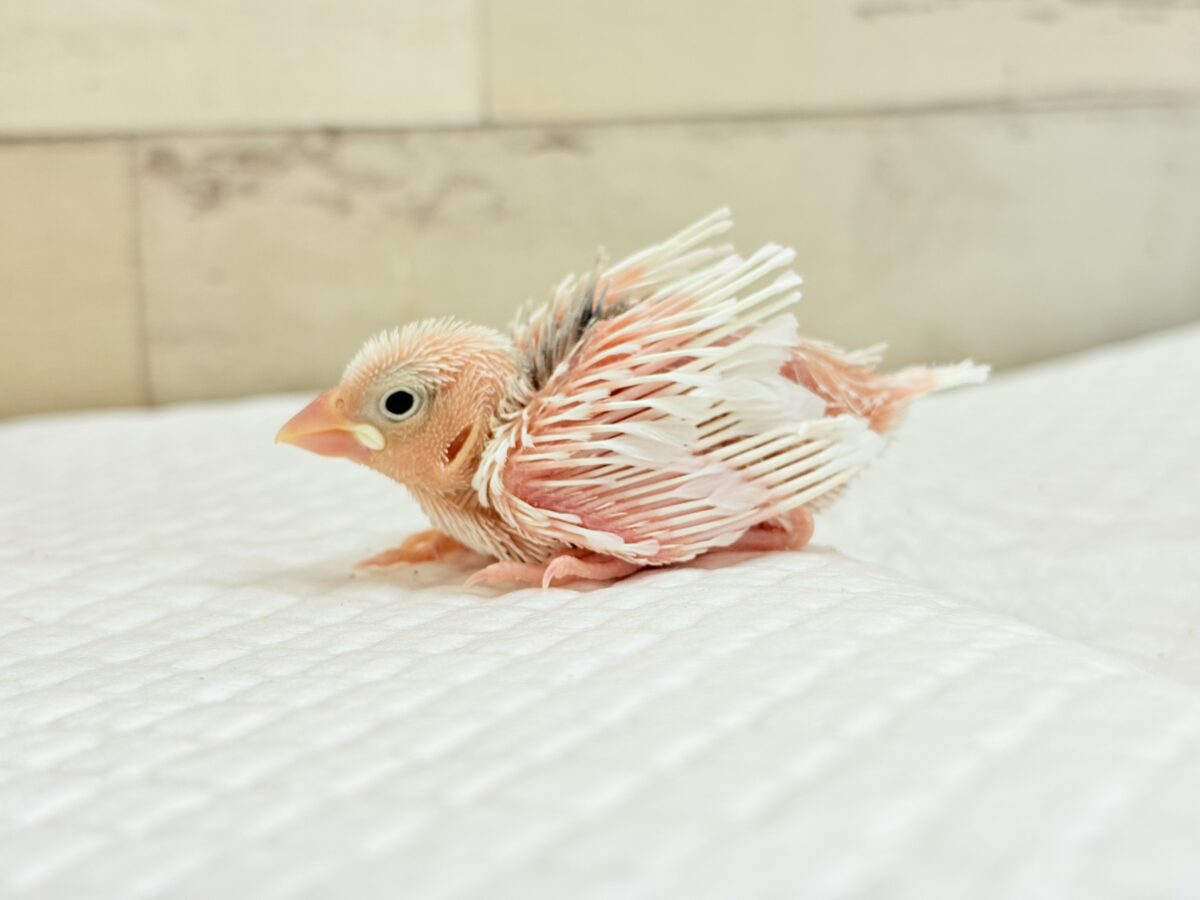 白文鳥