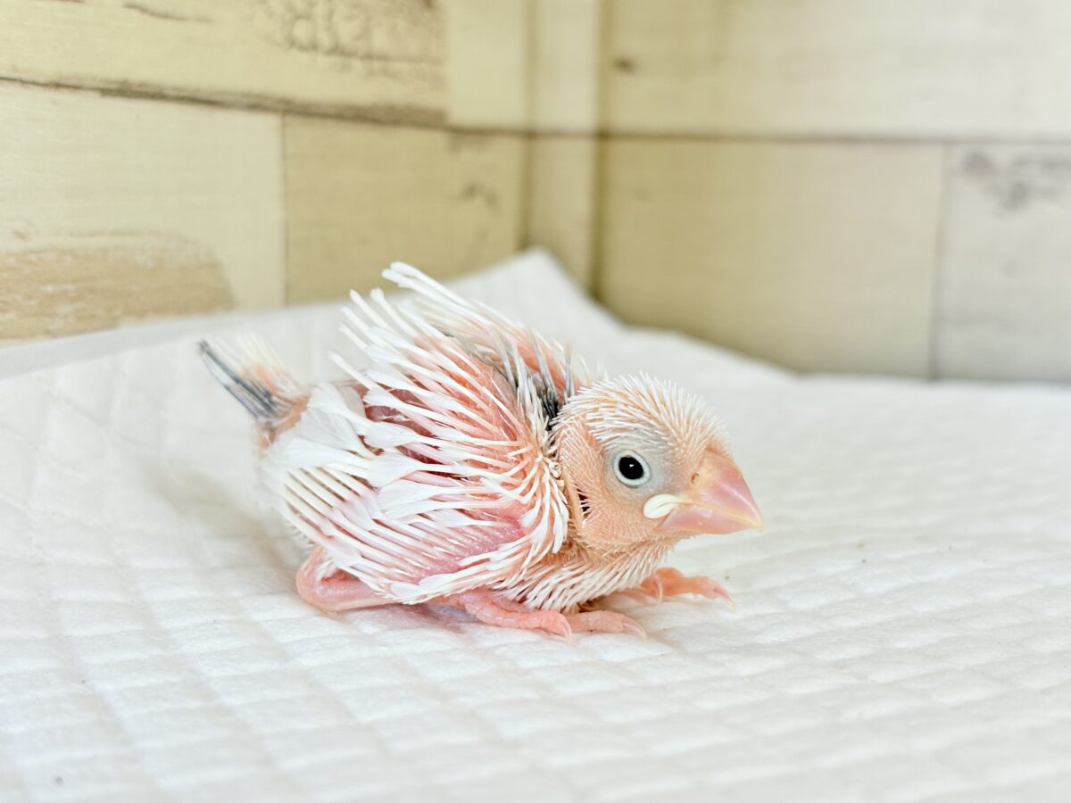 白文鳥
