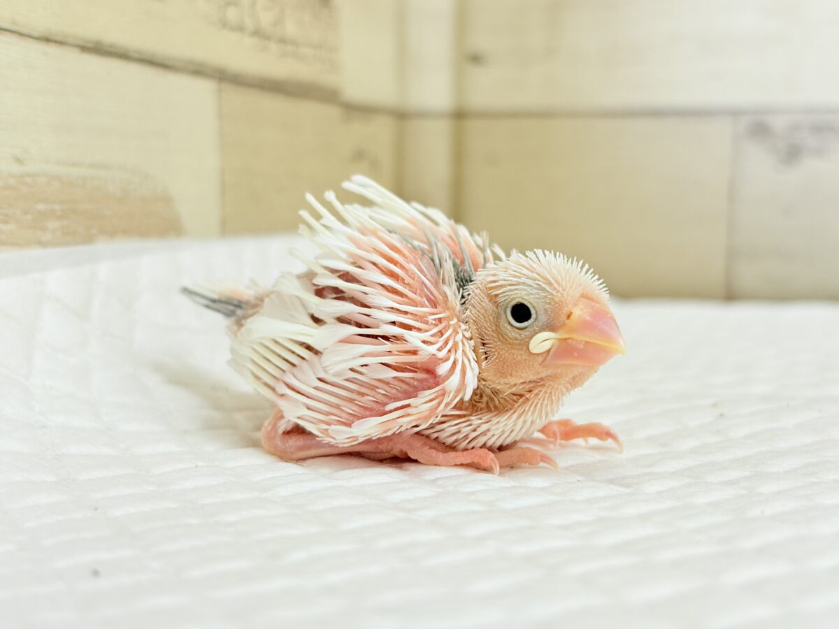 白文鳥
