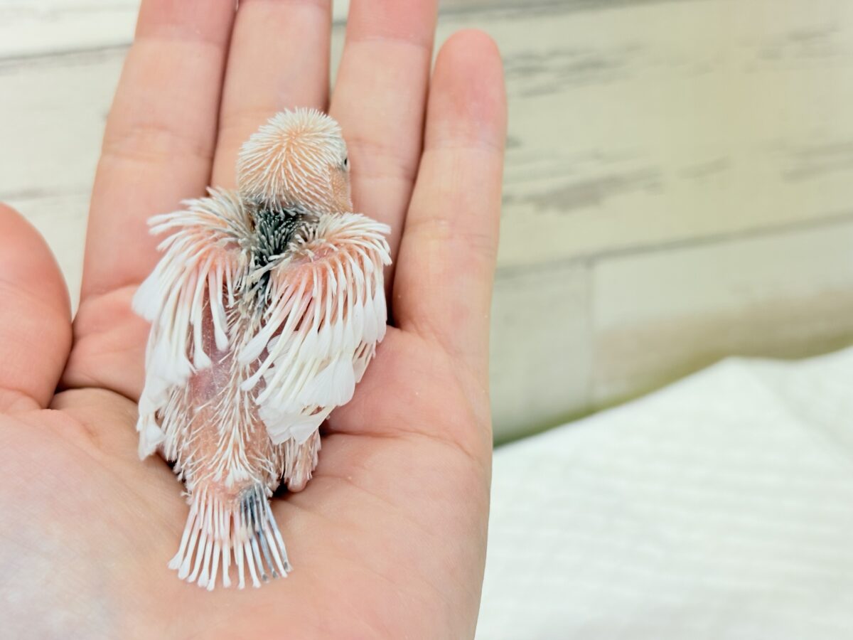 白文鳥
