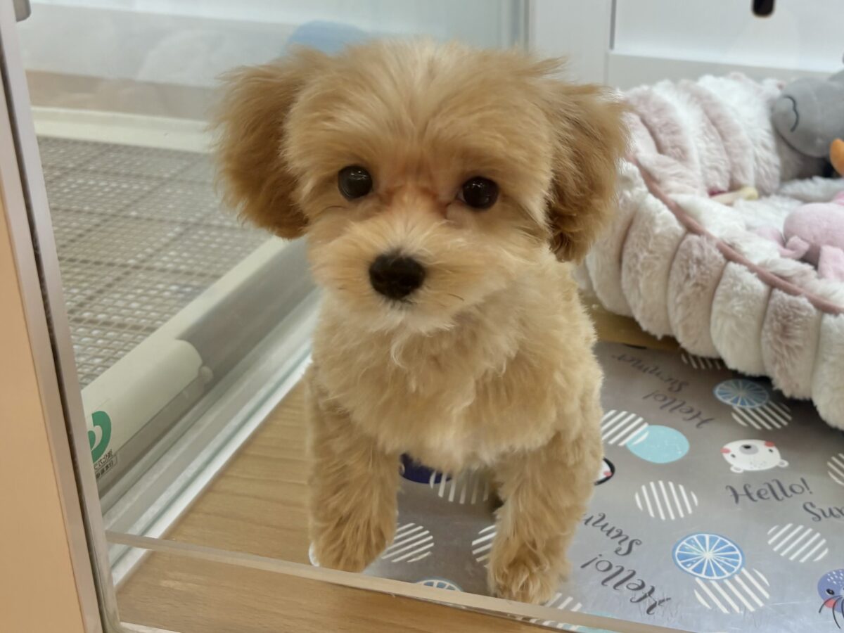 超ホヤホヤ最新画像✨私を見てぇ〜〜〜〜！マルプーちゃん！