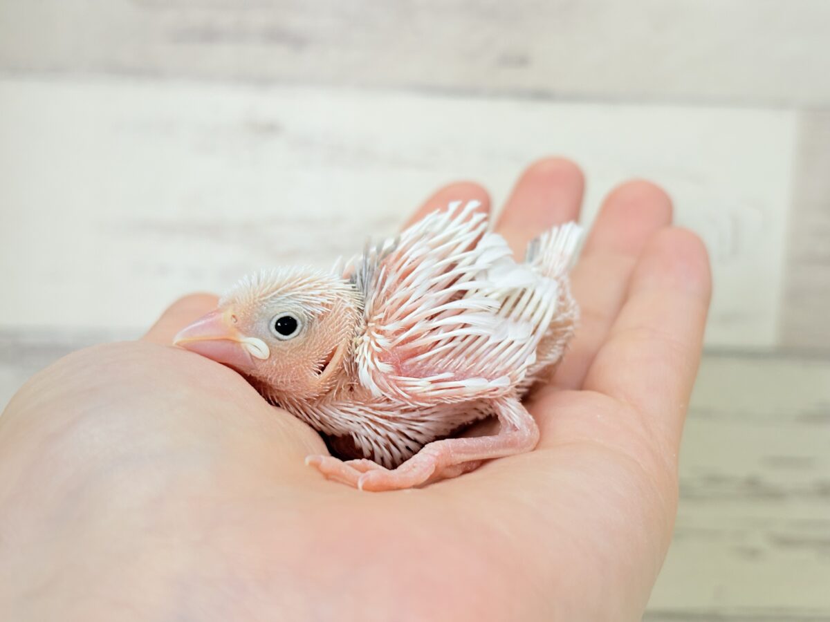 白文鳥