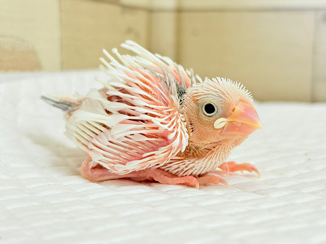 目指せ𖤐 ̖́-‬純白天使🐣🤍白文鳥 ヒナ