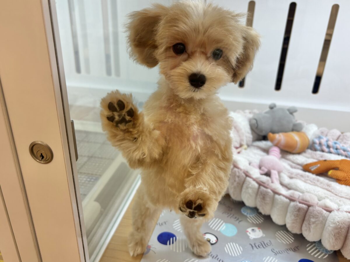 マルプー