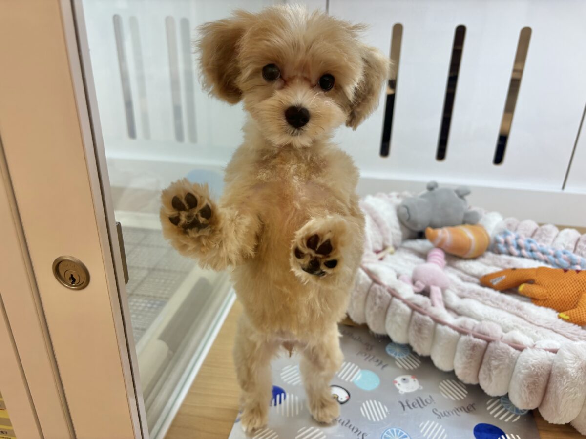 マルプー