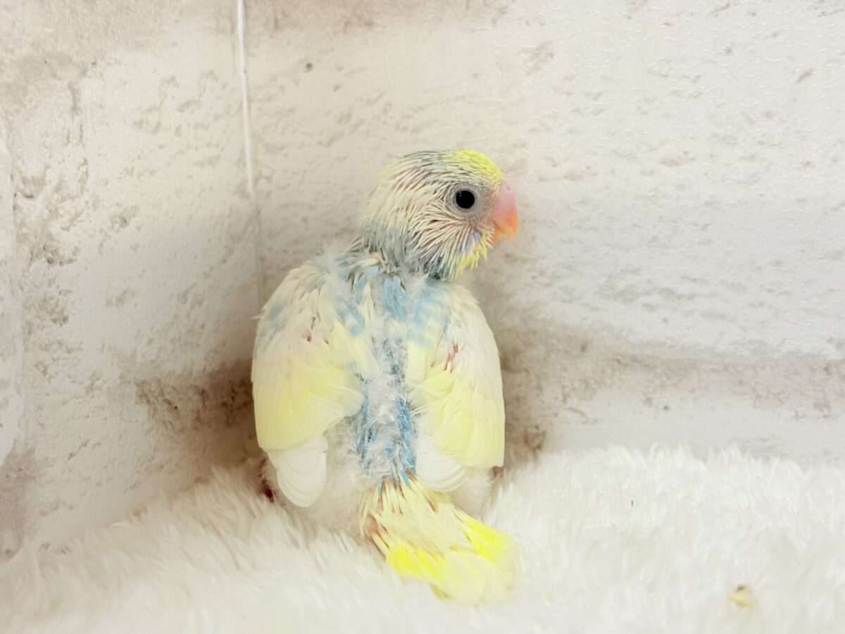 セキセイインコ