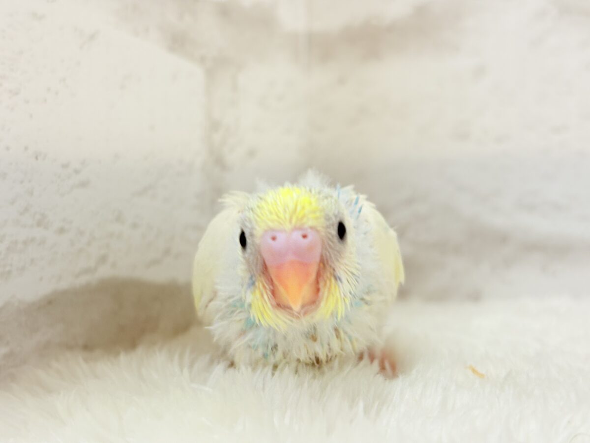 セキセイインコ