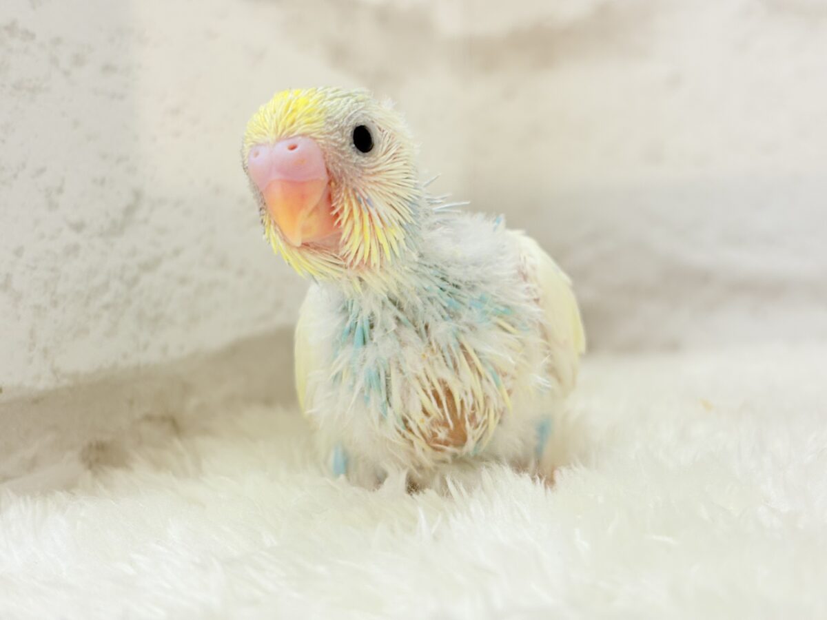 セキセイインコ