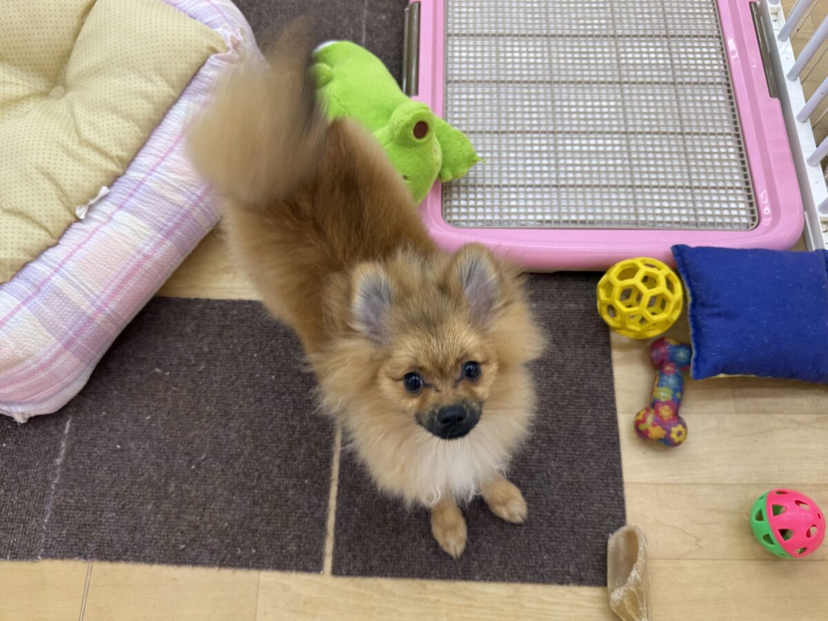 ポメラニアン
