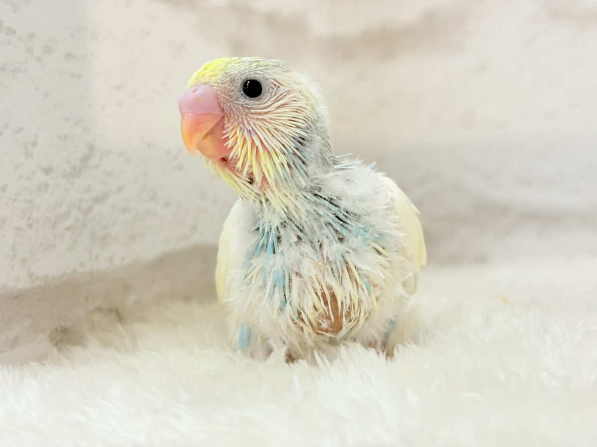 セキセイインコ