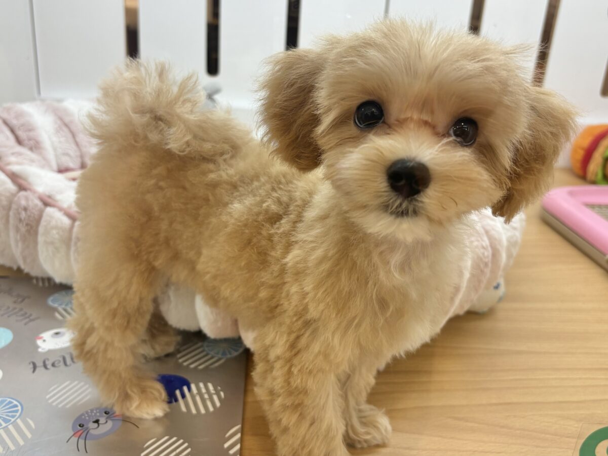 マルプー
