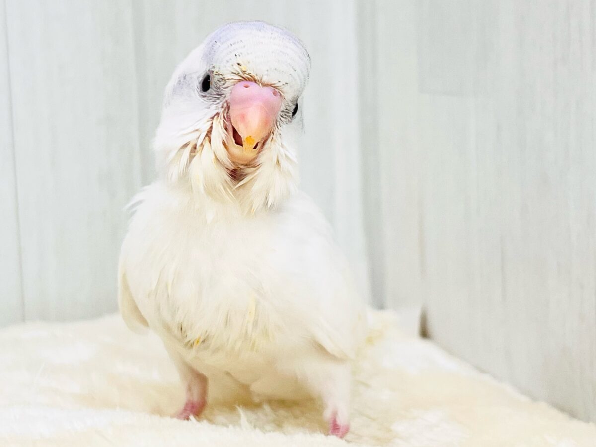 忘れん坊の慌てん坊?♡セキセイインコのヘビーブルーパイド💙